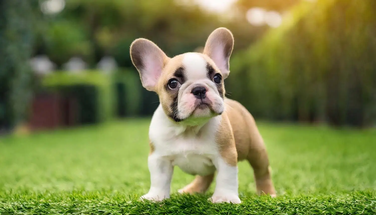 artificial pet grass dog sitting on lawn