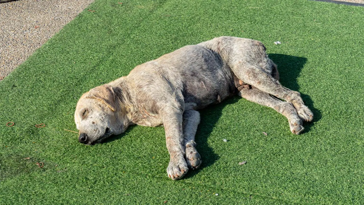 Dog relaxing on artificial grass from Jax Outdoor