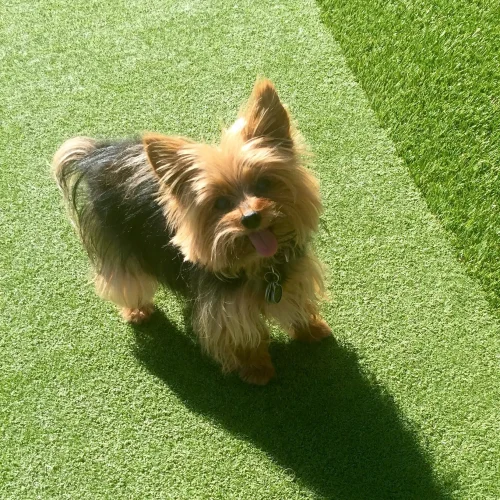 Artificial Pet Grass Artificial Pet Grass