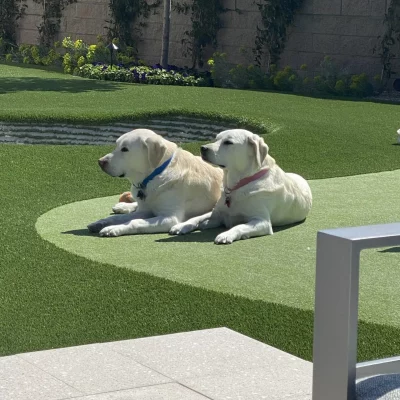 Artificial Pet Grass