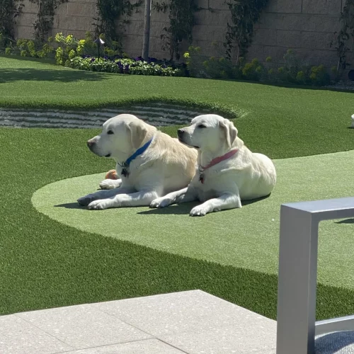 Artificial Pet Grass Artificial Pet Grass