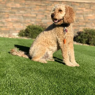 Artificial Pet Grass Artificial Pet Grass