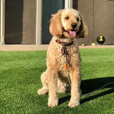 Artificial Pet Grass Artificial Pet Grass